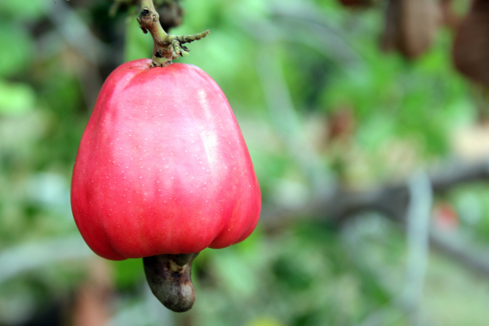 Ganze Cashew Frucht am Baum